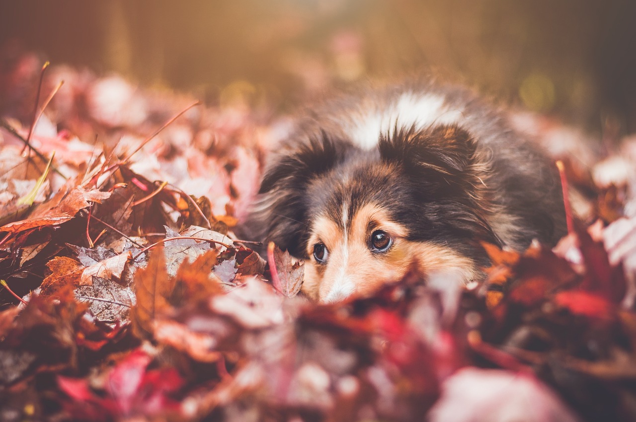 Our Whitener Brightener color enhancing shampoo will get your pup's colors brighter than any leaves this fall